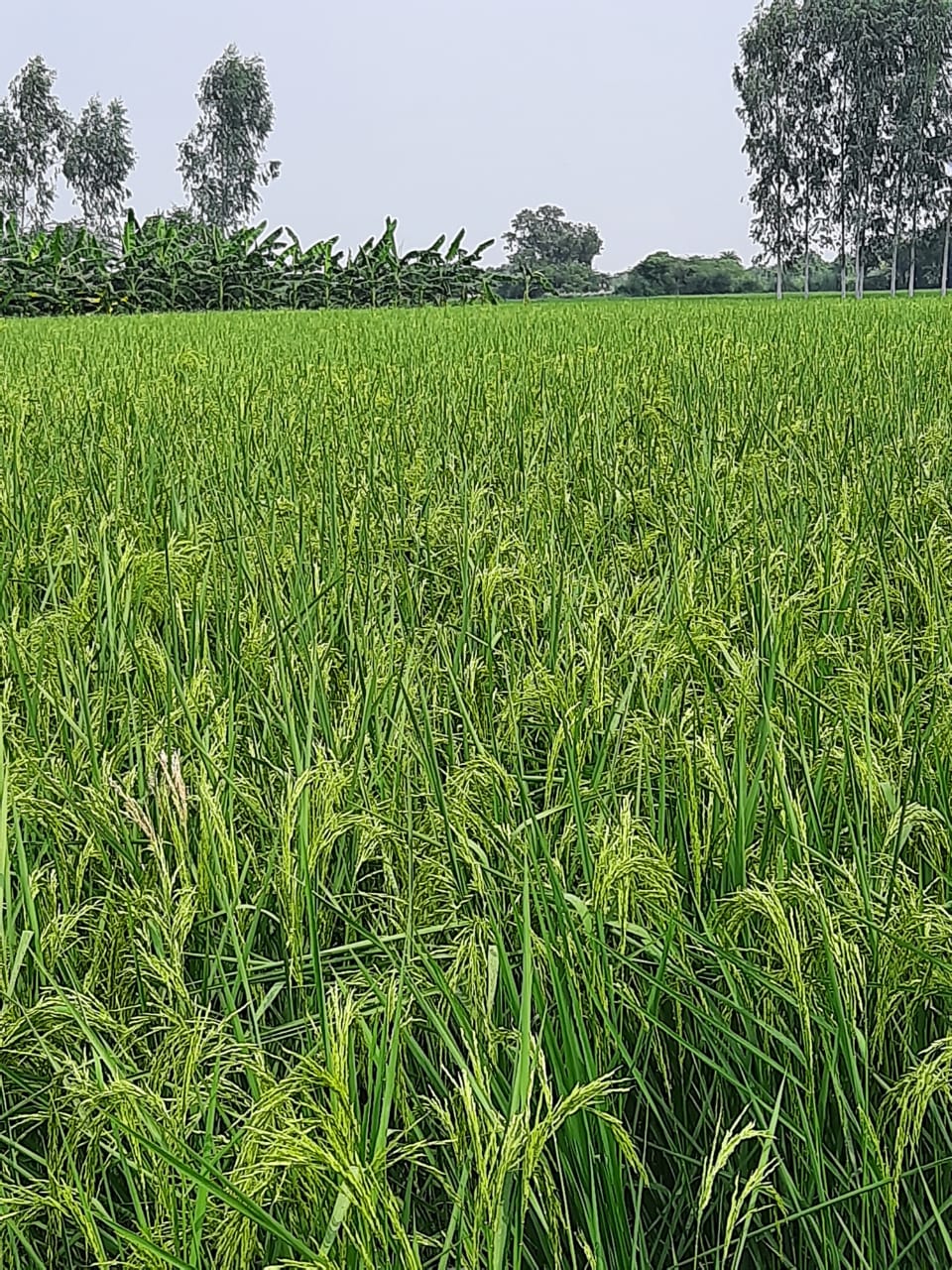 Millet