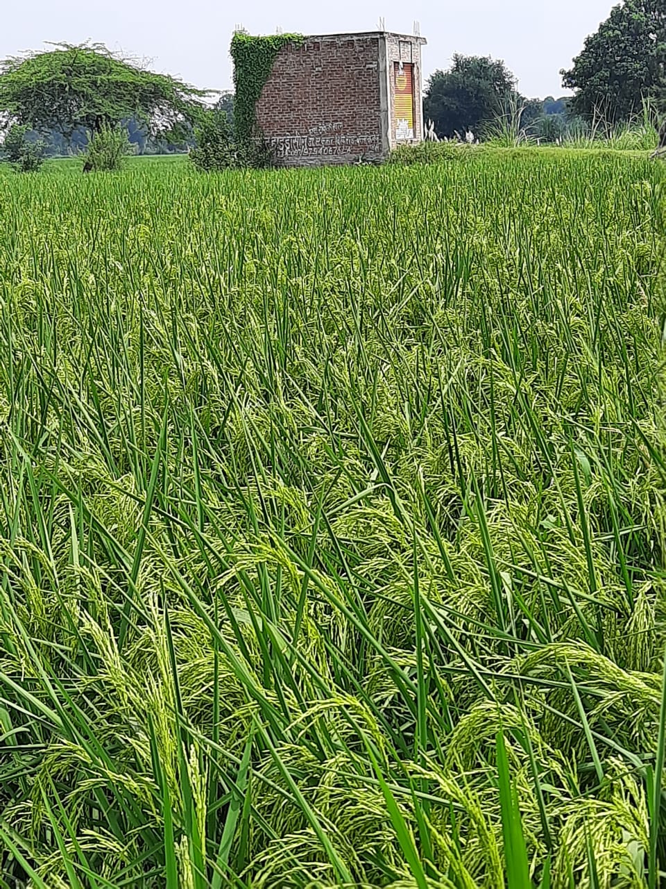 Millet