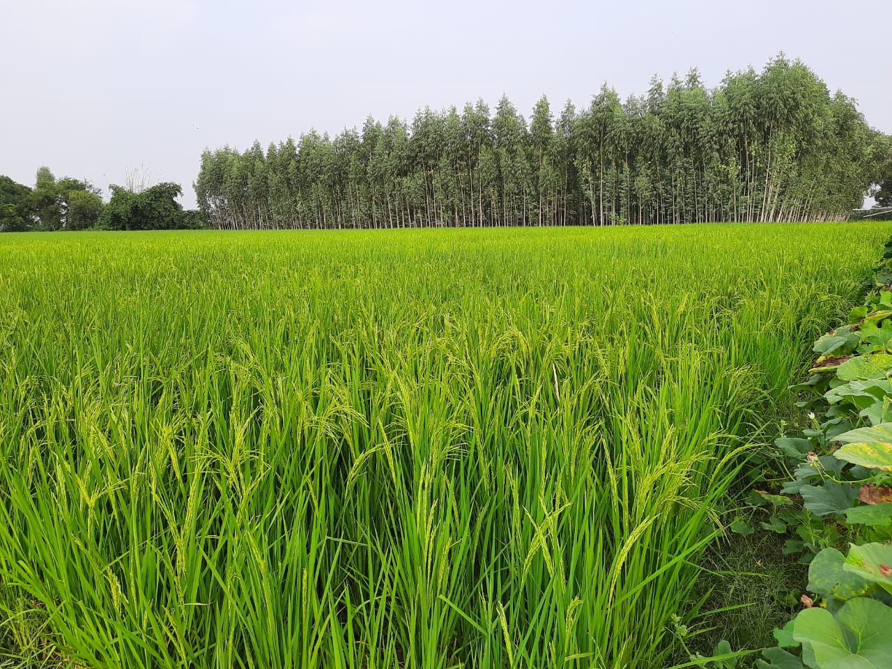 Hybrid Paddy 1509